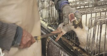European hypocrisy laid bare in kosher-slaughter legal judgement